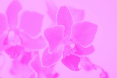 Güzel pembe falaenopsis orkide çiçekleri, yumuşak tonlu.