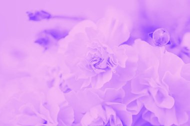 Violet soyut arka plan. Çiçeksel eğimli arka plan, narin karanfil deseni