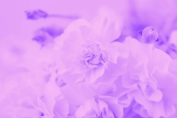 バイオレット抽象的な背景 花のグラデーションの背景 繊細なカーネーションの花模様 — ストック写真