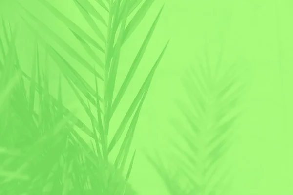 Date palm leaves on green background, shades of green