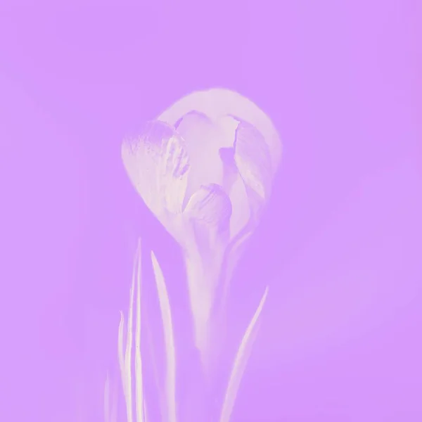 Primavera Blanca Recorta Flores Fondo Violeta Púrpura Espacio Copia — Foto de Stock