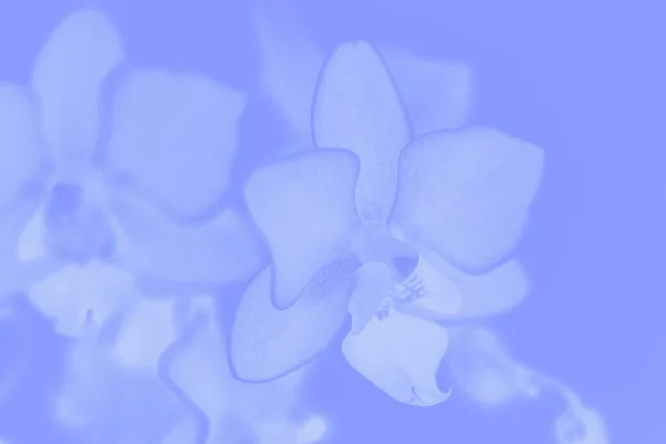 Hermosas Flores Delicadas Orquídea Phalaenopsis Violeta Suave Tonificado — Foto de Stock