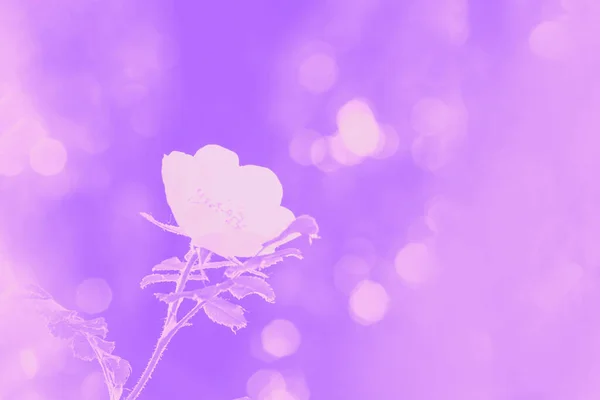 背景には バラやバラの腰や白い野生のバラの花 淡い紫色の色調 — ストック写真