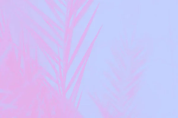 Pink date palm leaves on pale violet background, beautiful backdrop