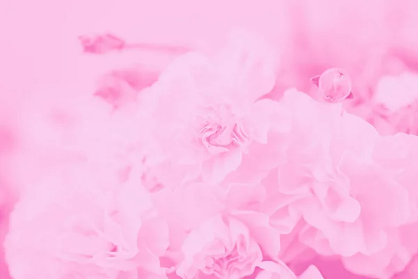 淡いピンクの抽象的な背景 花のグラデーションの背景 繊細なカーネーションの花模様 — ストック写真