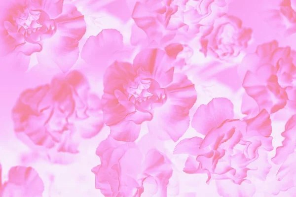 Gradient Rosa Abstrakten Hintergrund Floraler Hintergrund Nelkenblütenmuster — Stockfoto