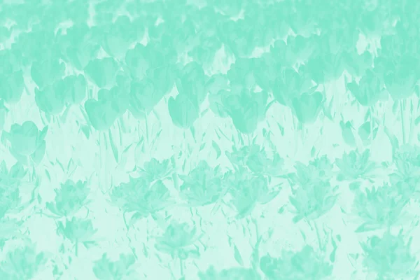 Blooming Spring Tulips Flowers Background Mint Green Gradient Background Flower — Stock Photo, Image