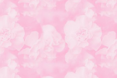 Karanfil. Soluk pembe soyut bir arka plan. Çiçeksel eğimli arka plan, narin karanfil çiçeği.