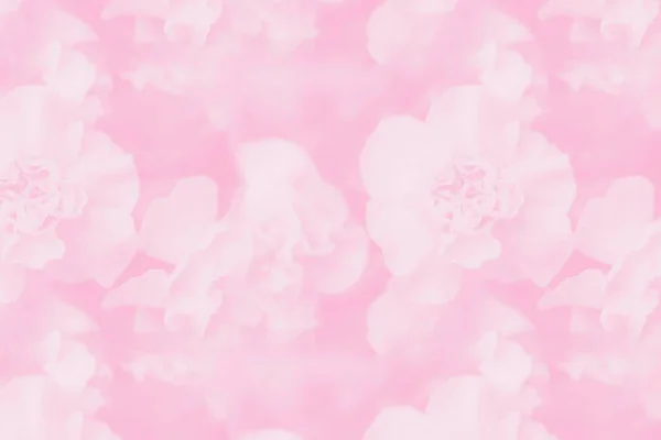 Des Oeillets Fond Abstrait Rose Pâle Fond Dégradé Floral Délicate — Photo