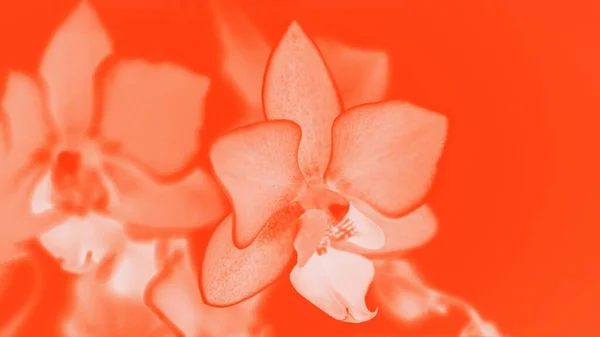 Hermosas Flores Orquídea Phalaenopsis Naranja Fondo Lava Exuberante Vívido Formato — Foto de Stock