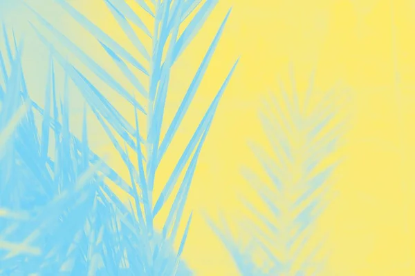 Μπλε φύλλα φοίνικα ημερομηνία σε κίτρινο χρώμα φόντο — Φωτογραφία Αρχείου
