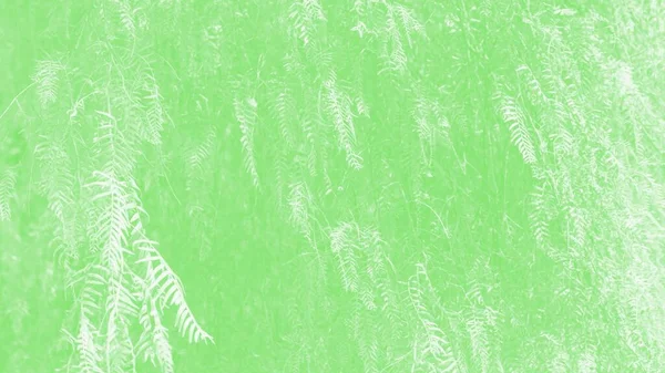 Светлый весенний зеленый фон с ветвями ивовых узоров, 16: 9 панорамный формат, панорама — стоковое фото