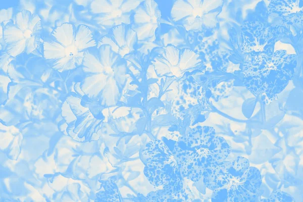 Fondo abstracto azul y blanco frío, patrón de flores — Foto de Stock