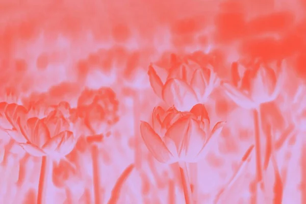 Fondo Floral Abstracto Naranja Rosa Patrón Flores Tulipanes — Foto de Stock