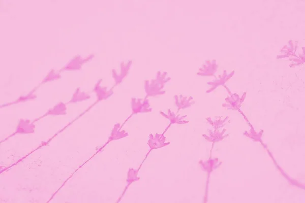Pale pink background with fuchsia color lavender flowers pattern, copy space