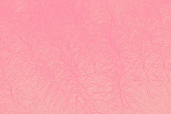 Fundo Textura Rosa Com Padrão Erva Grama — Fotografia de Stock