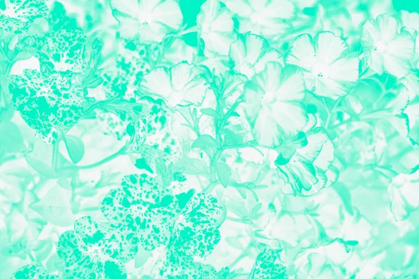 Green Turquoise White Floral Background Gloxinia Flowers Pattern — Stock Photo, Image