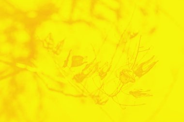 Sarı sonbahar kuru yaprakları dalda, sarı tonda.