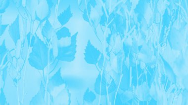 Birch arka planda kalıyor. Turkuazın gölgeleri, tonlu fotoğraf. 9 üzerinde 16 panoramik biçim