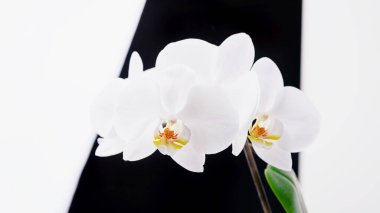 Siyah ve beyaz arkaplanda 9 panoramik arkaplanda güzel beyaz falandır.