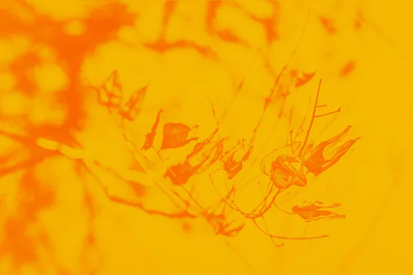 Narancs Száraz Őszi Levelek Ágon Sárga Mustár Színű Fénykép — Stock Fotó