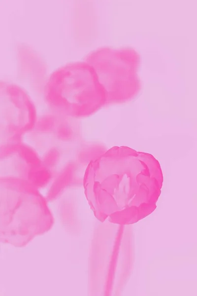 淡いピンク色の背景にピンクの春のチューリップの花 — ストック写真