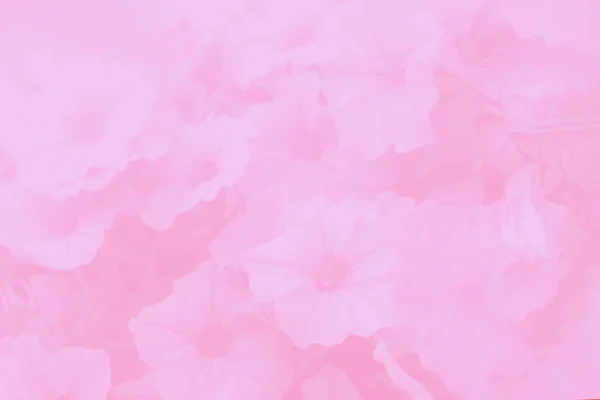 Pink Watercolor Gradient Background Gloxinia Flowers Pattern — Stock Photo, Image
