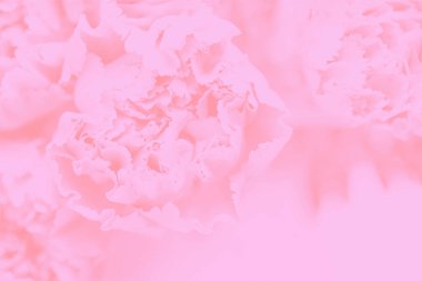 Narin karanfiller. Çiçek desenli yumuşak pembe arkaplan