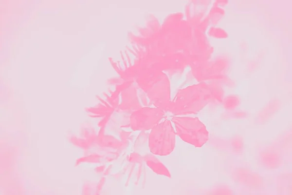Różowy Delikatny Wiosenny Kwiat Jasnoróżowym Tle Pastel — Zdjęcie stockowe