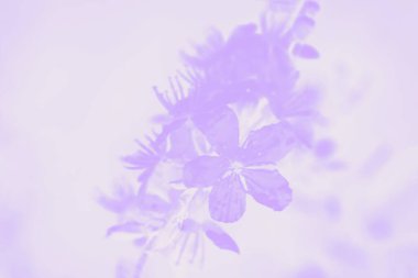 Hafif arka planda mor bahar çiçekleri, pastel fon