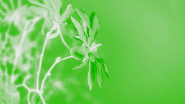 Fehér Magnólia Virágok Fény Tavaszi Háttér Zöld Tónusú Panorámás Formátum — Stock Fotó