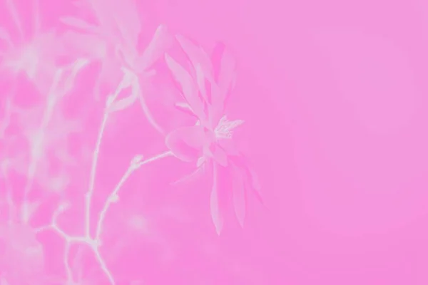 木兰花在粉红色的背景上 色调柔和 复制空间 — 图库照片