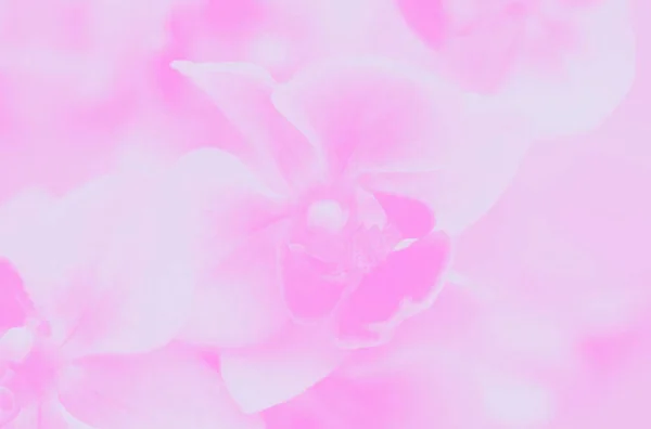 美しいピンクのフラエンシスの蘭の花 柔らかいトーン — ストック写真