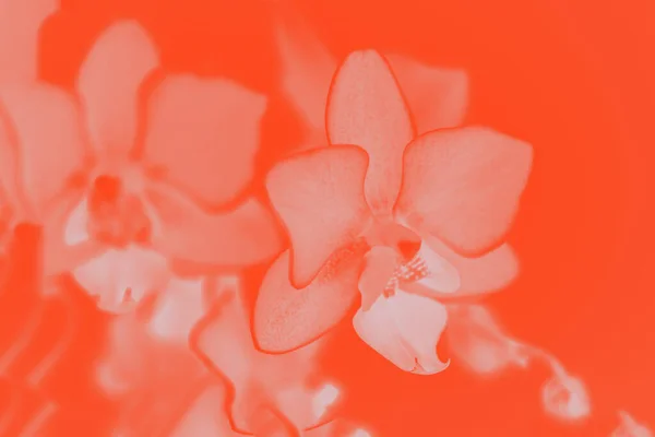 Hermosas Flores Orquídea Phalaenopsis Naranja Fondo Lava Exuberante Vivo — Foto de Stock