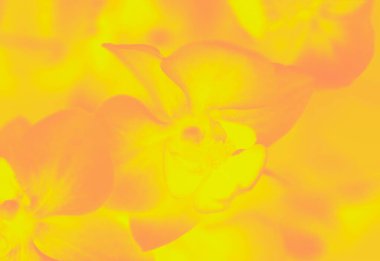 Phalaenopsis orkide çiçekli parlak sarı turuncu arkaplan