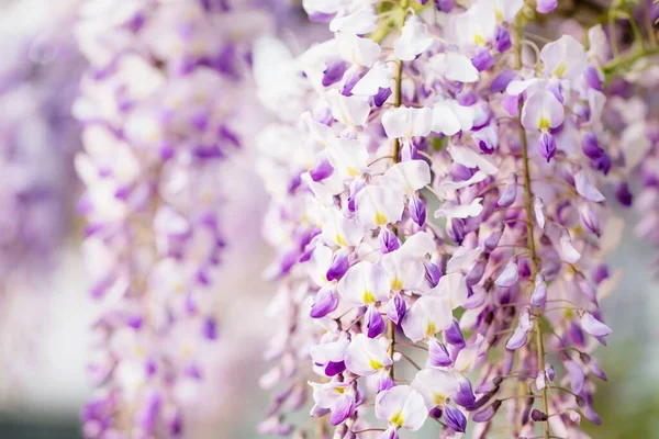 Fioritura Viola Viola Bianco Glicine Albero Sfondo Carta Parati Floreale — Foto Stock