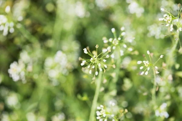薬用植物羊飼いの財布植物やカペラBursa Pastoris 新鮮な緑の自然背景 — ストック写真