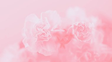 Güzel pembe karanfil çiçekleri, yumuşak pastel 16 üzerinde 9 panoramik format arkaplan