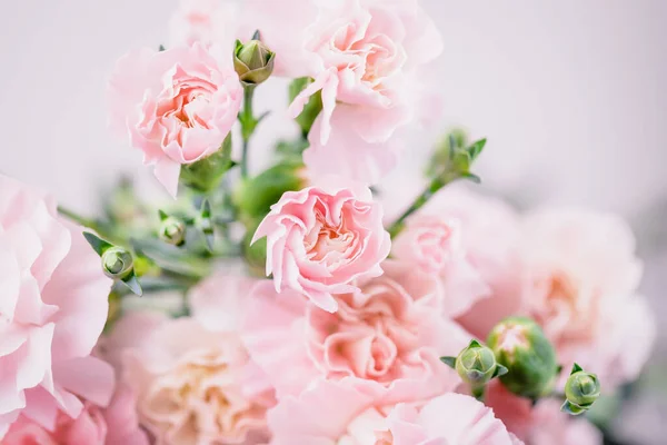 배경에 아름다운 연분홍색 카네이션 — 스톡 사진
