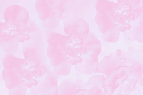 Floral Carnation Flowers Pattern Light Pink Background — Stock Photo, Image