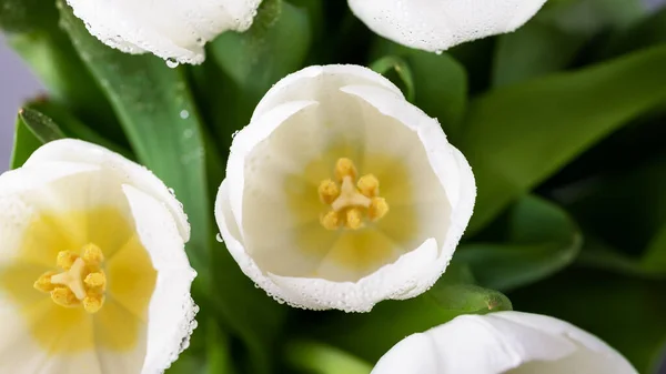 Wiosenne Kwiaty Białe Tulipany Kroplami Wody Panoramiczny Format — Zdjęcie stockowe