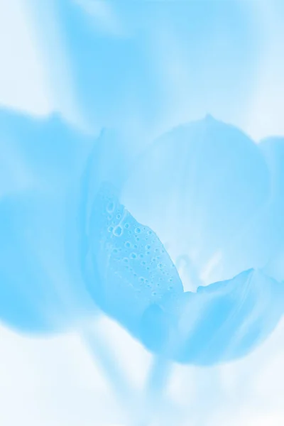 Fondo azul floral. Flores azules tulipanes con gotas de agua — Foto de Stock