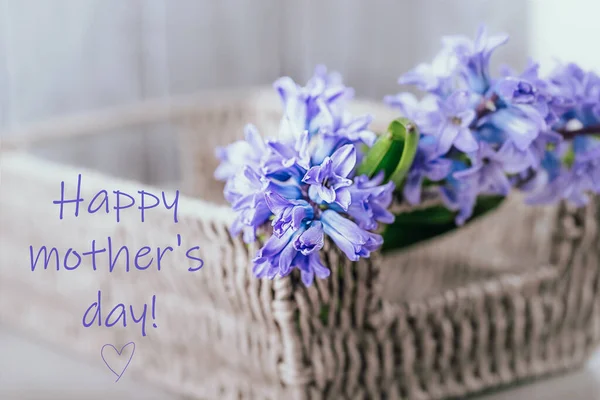 Belles jacinthes violettes bleues dans un panier sur fond gris. Bonne fête des mères carte de voeux — Photo