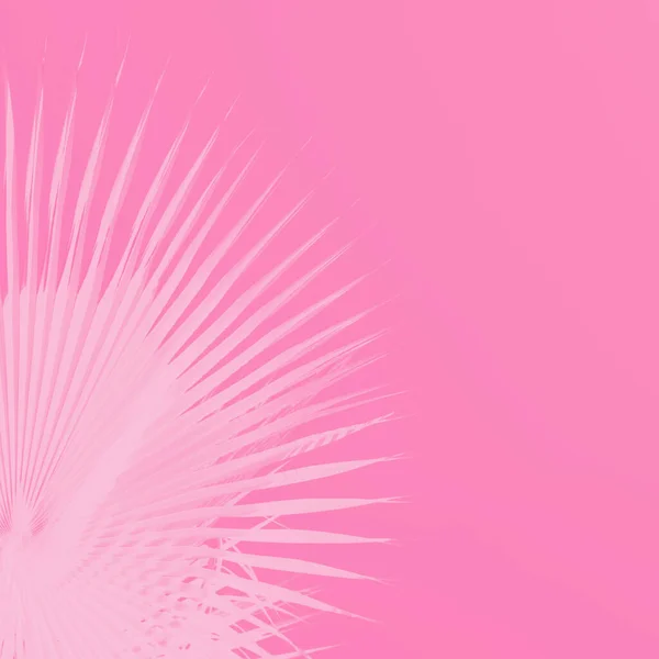 Palmblad på ljusa rosa bakgrund. Minimalt koncept. Kopiera utrymme — Stockfoto