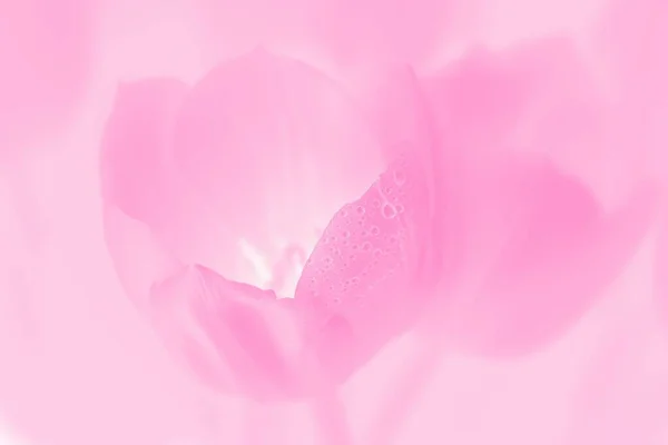 Floral Spring Pink Background Pink Flowers Tulips Water Drops — Stock Photo, Image
