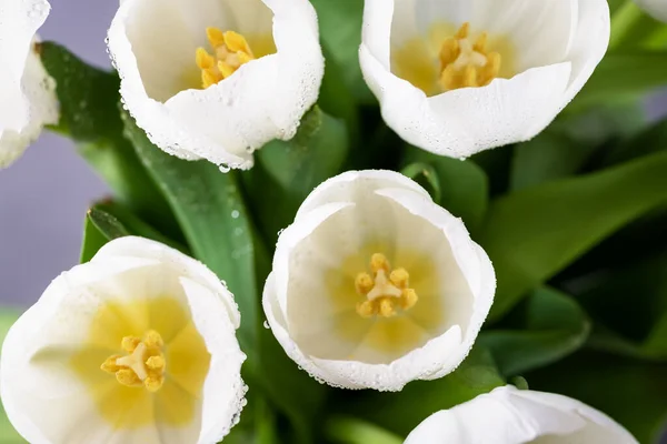 Весенние Цветы Белые Тюльпаны Капельками Воды Вид Сверху — стоковое фото