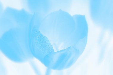 Çiçekli bahar mavisi arka plan. Su damlalı mavi çiçek laleleri