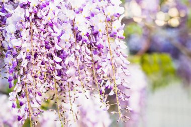 Çiçekli mor salkım ağacı arka planı, güzel çiçek duvar kağıdı.