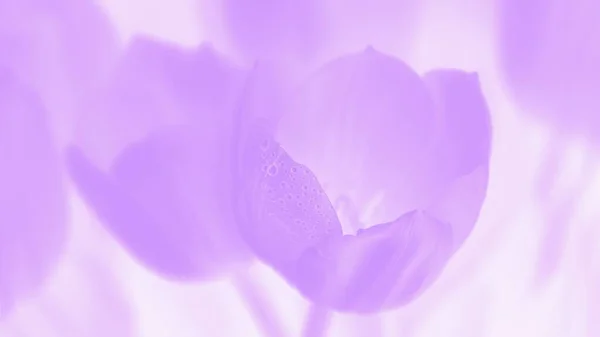 Floral Violeta Panorámica Formato Fondo Flores Violetas Tulipanes Con Gotas — Foto de Stock