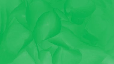 Ortanca ya da hortensiya çiçek desenli yeşil soyut arkaplan, 9 arka planda 16 çiçek